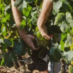 egyszerűsített foglalkoztatás