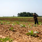 egyszerűsített foglalkoztatása