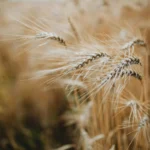 egyszerűsített foglalkoztatás