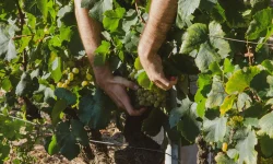 egyszerűsített foglalkoztatás