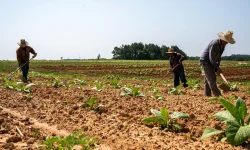 egyszerűsített foglalkoztatása