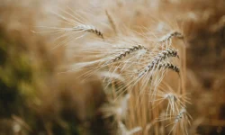 egyszerűsített foglalkoztatás